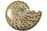 Polished Ammonite (Cleoniceras) Fossil - Madagascar #358447-1